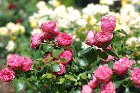 Kā vērtēja kultūras projektus un kas no tā iznāca?!