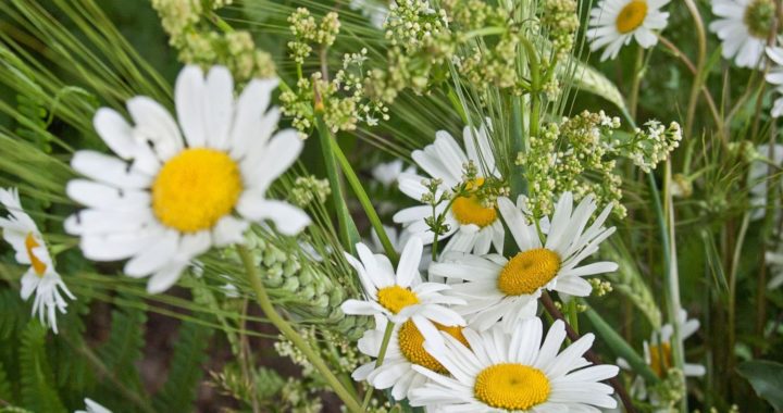 Senču spēks mūsu tērpos