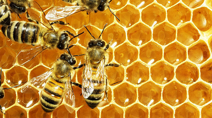 Pirmklasnieki saņems medus burciņas