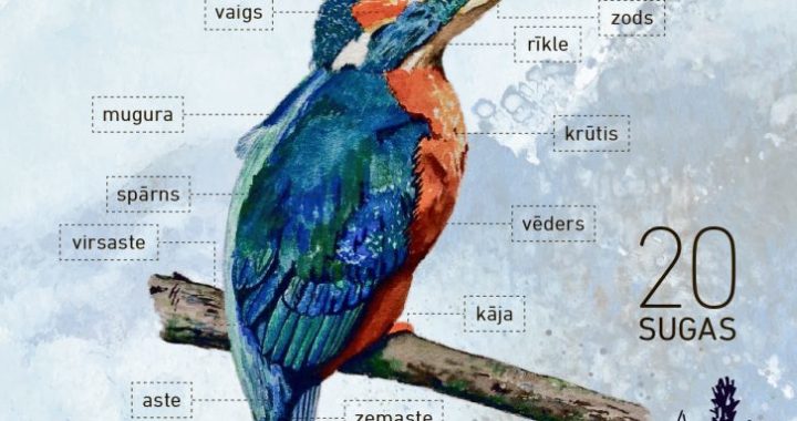 Ūdensputnu iepazīšanai sagatavots 20 sugu noteicējs jaunajiem putnu vērotājiem