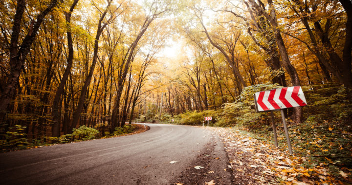 Kā izvairīties no sadursmēm ar dzīvniekiem: kurā diennakts laikā tie ir visaktīvākie?