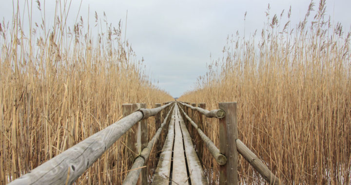 Atjaunos dabas takas un biotopus, tostarp Ķemeru nacionālajā parkā