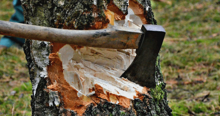 Izcirtējiem ticēt nevar!