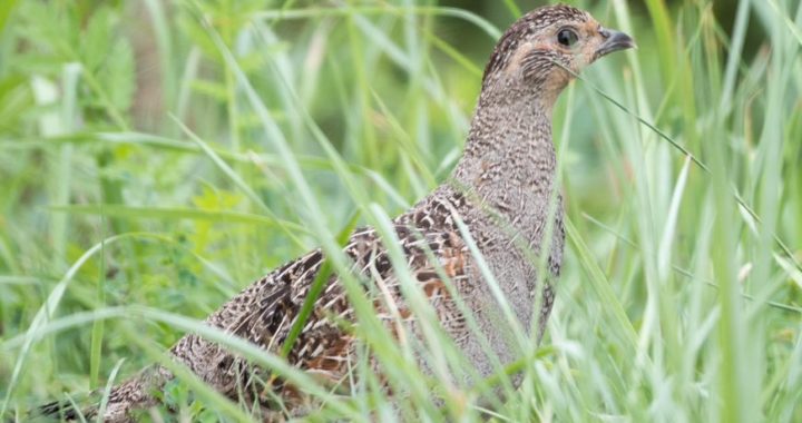 Aicina zīmēt laukirbes