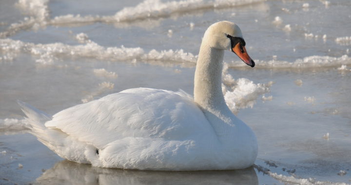 Cilvēka palīdzība uz ledus esošam gulbim lielākoties nav nepieciešama