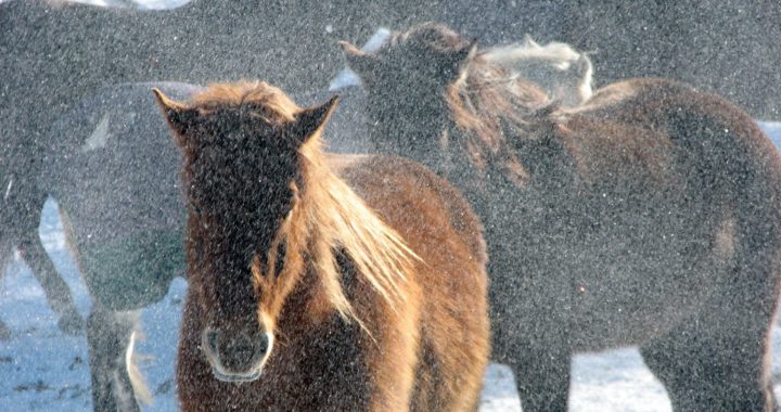 Vai zirgiem nav auksti?