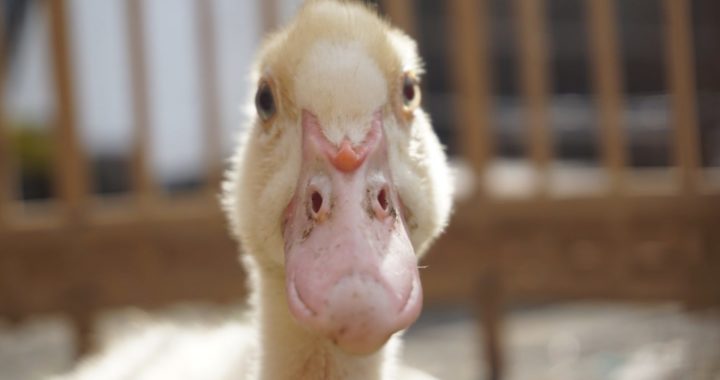 Putnu gripa konstatēta arī Lapmežciemā