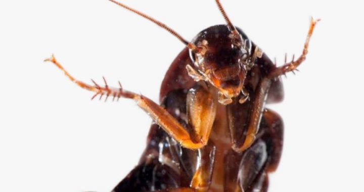 Un atkal….par prusakiem