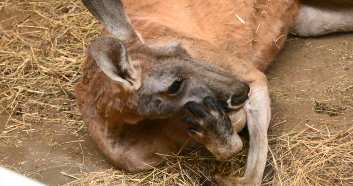 Atļaujiet ķenguram Kingarū gulēt tā, kā viņam patīk