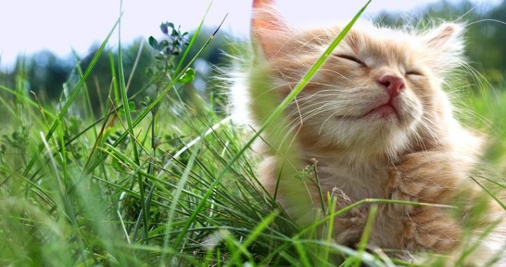 Organizējam fotokonkursu: Arī kaķis gaida pavasari.