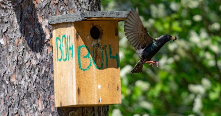 Varbūt pie jūsu būrīša dzied strazds ar krāsainu gredzenu? Palīdzi pētījumam!