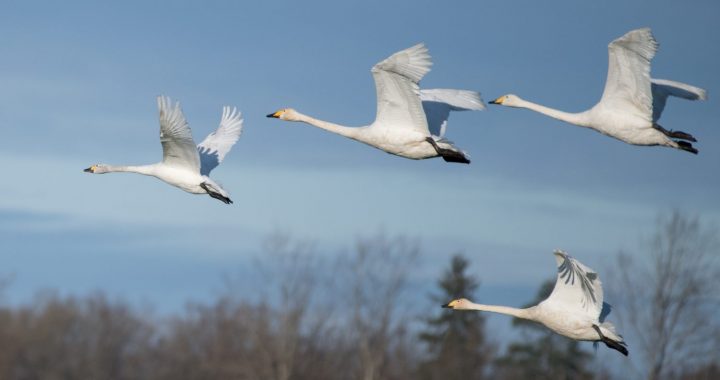 Nedēļas nogalē norisināsies Putnu dienas 2021