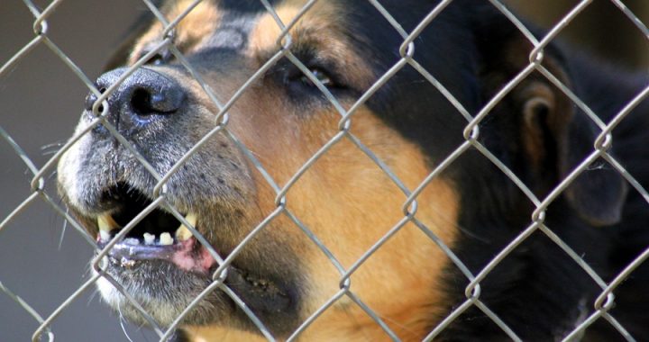 Sūdzas par suņiem un neesošām pastkastītēm, tostarp Engures novadā