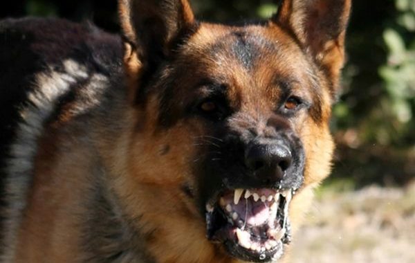 Kad no suņa jābaidās…