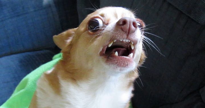 Par mazajiem sunīšiem un politiķu paškritiku