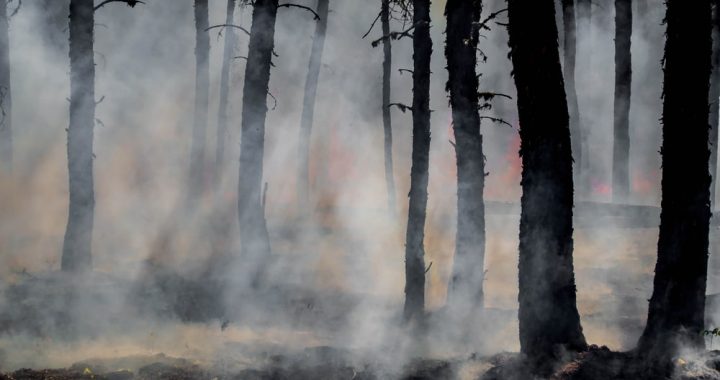 Brīvdienās dedzis mežs Kandavā un gāzti koki Tukuma pusē