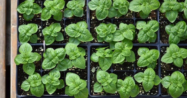 Kāpēc stādu tirgotājus vēlas pārcelt uz lielo laukumu?