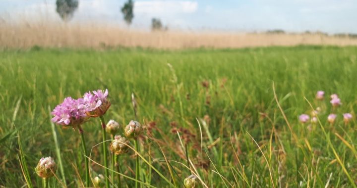 Lai netrūktu Jāņuzāļu, tēju un skaistu puķu pļavu