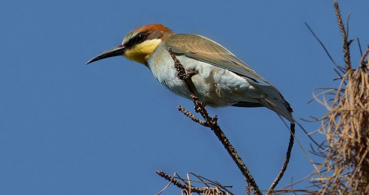 Pasaules gājputnu dienā aicina ziņot par gājputnu novērojumiem