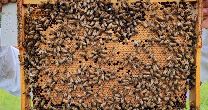 Viens bez otra nevar