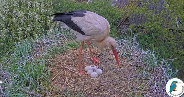 Video: Tiešraidē redzamie baltie stārķi Fāze un Volts sagaida pirmo cālēnu
