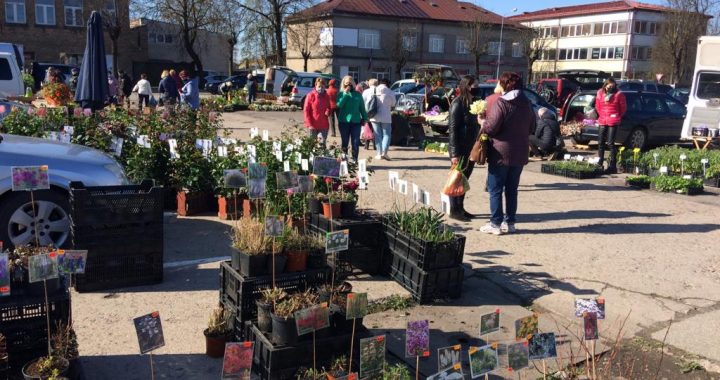 Tukuma tirgū stādi pirmo reizi lielajā laukumā