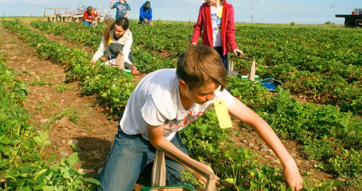 17. maijā sākas skolēnu elektroniskā reģistrācija vasaras darbiem