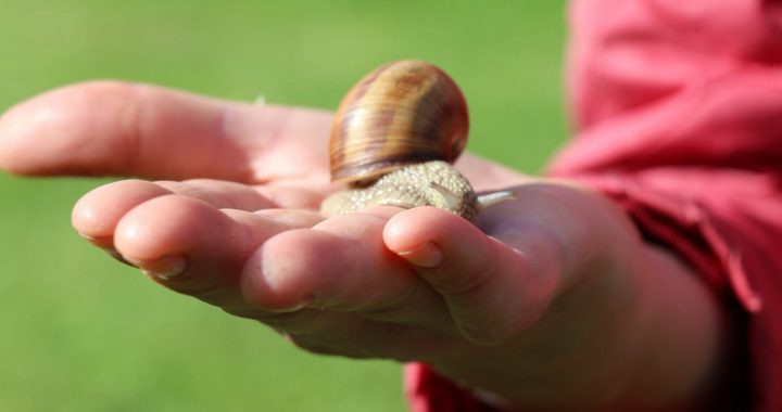 Atvērtās dienas laukos Tukuma pusē