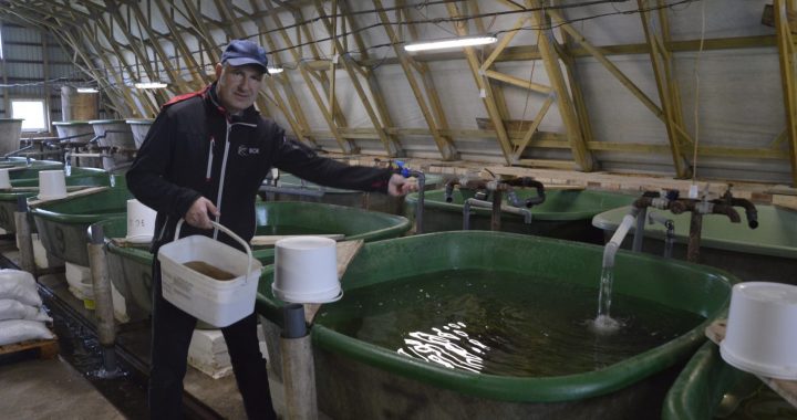 Miljoniem mazuļu no “Pelčiem” uz upēm