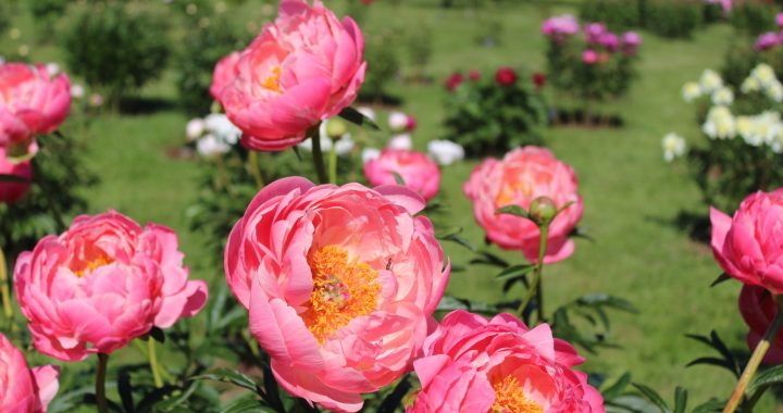 Pie peonijām Kalsnavā un Daugmalē