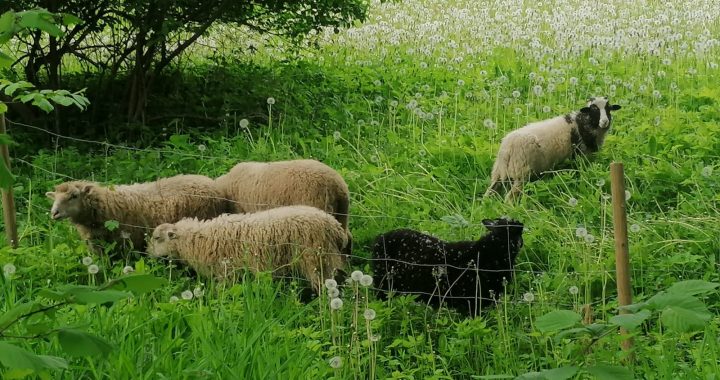 Jaunpils parka aitām – papildinājums