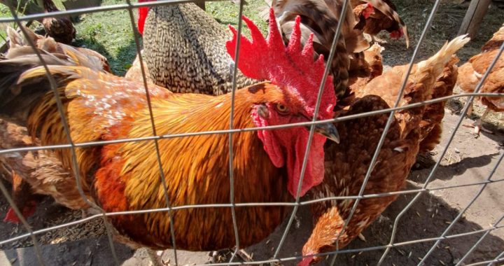 Bez saimnieka palikušas cūkas un vistas