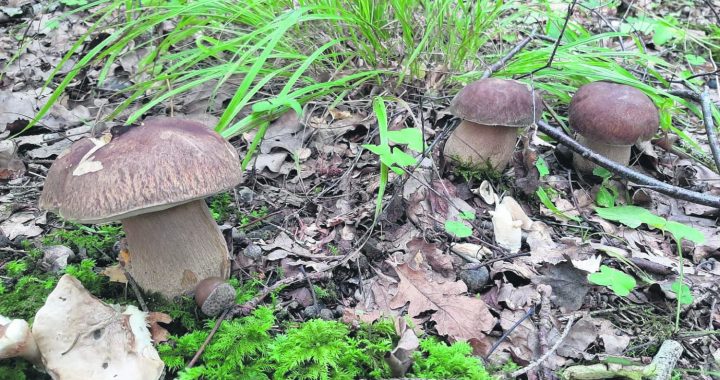 Vai Latvijā ir indīgas bekas?!