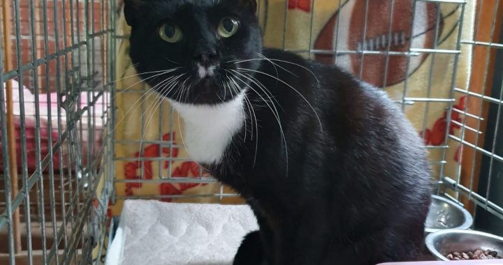 Kaķītis jau ilgstoši meklē savu saimnieku