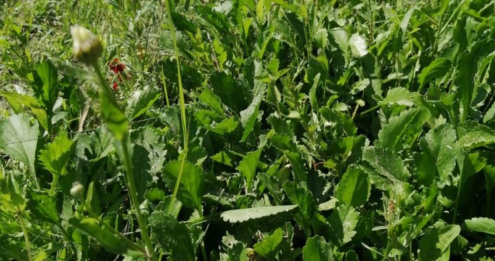 Dzīvot un augt kopā ar pļavu/VIDEO/