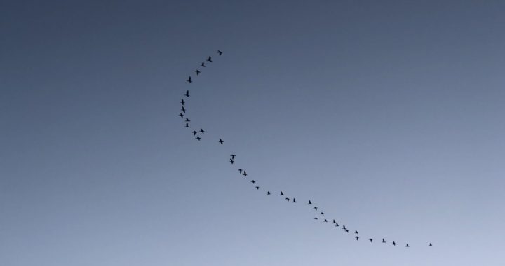 Nedēļas nogalē aicina vērot putnu rudens migrāciju un ziņot par novērotajiem gājputniem