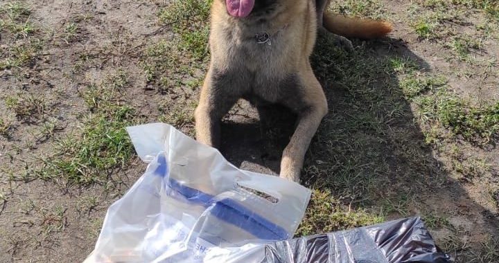 Dienesta suns palīdz atklāt nelegālo cigarešu glabāšanas vietas Engures pagastā