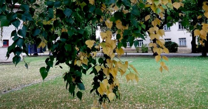 Kāpēc bērzi krāsojas “šķipsnās”?