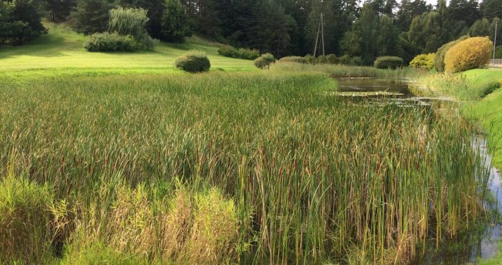 Kāpēc netīra Pavārkalna dīķi?