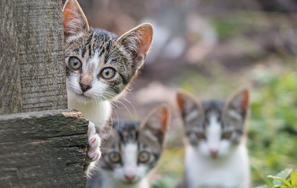 Ko darīt ar kaķiem?