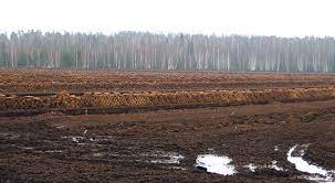 Vai nākotnē spēsim izaudzēt stādus, dārzeņus un meža stādus bez kūdras?