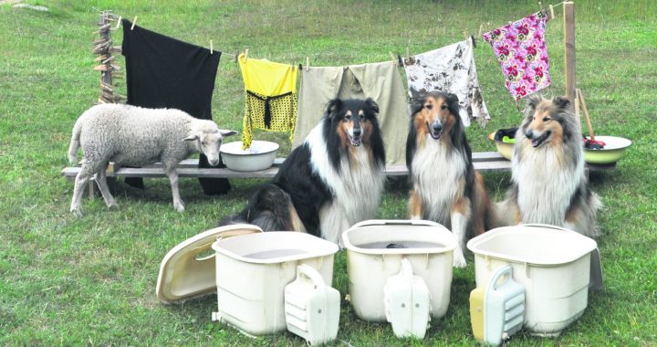 Variebas šķūnī tapušās spēles suņiem novērtē pasaules mērogā!