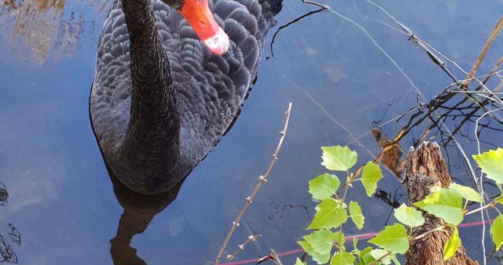 Heinriham ir kur atgriezties