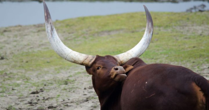 Vai pieļausim, ka zaudēsim pavisam nesen atgūtās taurgovis?