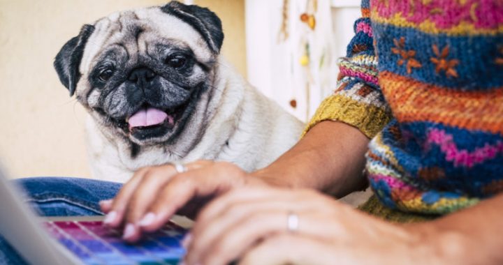 Suņu pirmreizējo reģistrāciju veiks tikai praktizējošie veterinārārsti   