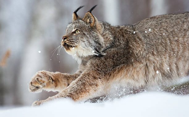 Šajā medību sezonā medīt lūšus nebūs atļauts