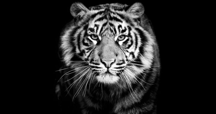 Sākas Tīģera gads