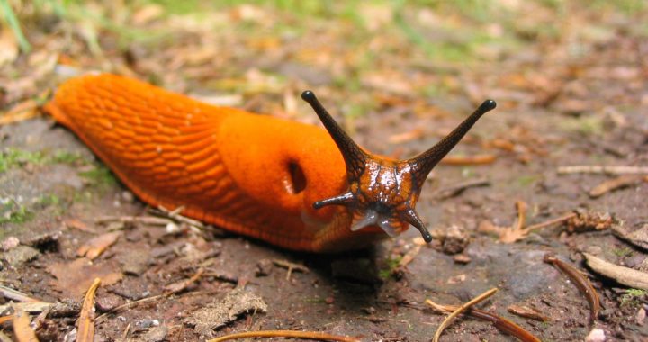 Kā karot ar Spānijas kailgliemežiem?