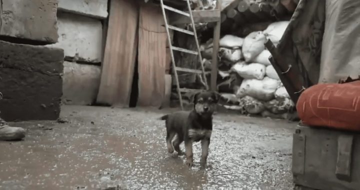 Latvijas Veterinārārstu biedrība aicina cilvēkus vēlmē palīdzēt Ukrainas dzīvniekiem nezaudēt modrību par trakumsērgas riskiem Latvijai.