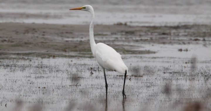 Nedēļas nogalē daudzviet Latvijā norisināsies Putnu dienas 2022